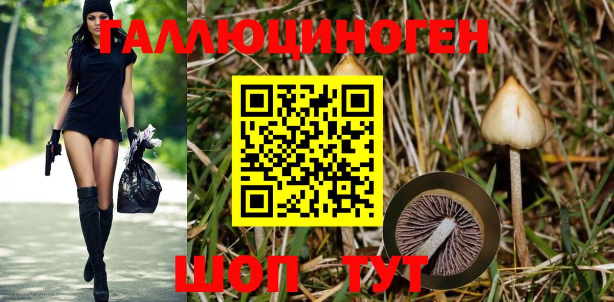 Ковров  Галлюциногенные грибы Psilocybine cubensis  Вход с VPN 